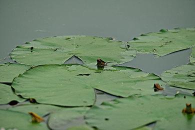 曝《最后生还者》多人游戏开发4年 取消后导致高层下台